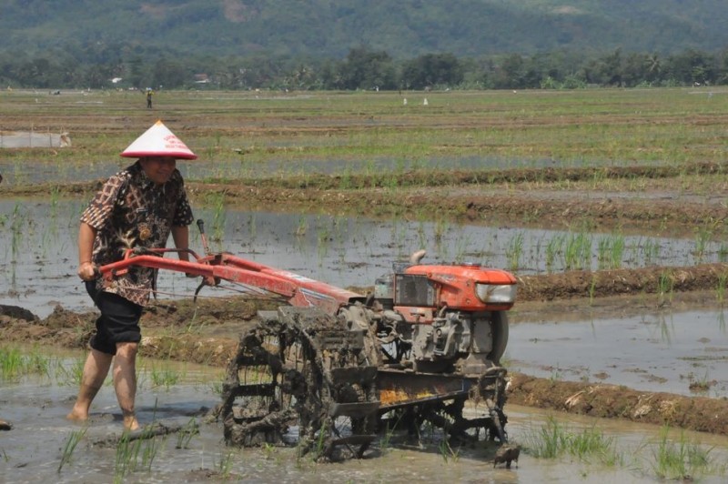 Bupati Banyumas Ir H Ahmad Husein turun membajak sawah