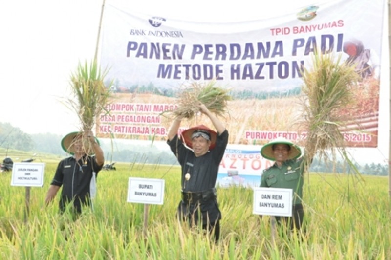 Panen Perdana Padi Hazton di Banyumas