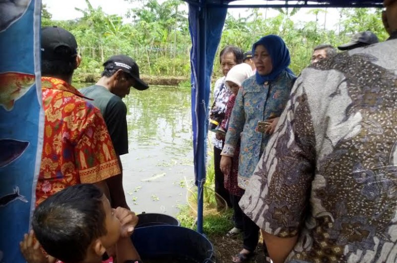 Pokdakan Ulam Sari Kalikidang Ikuti Lomba Tingkat Nasional