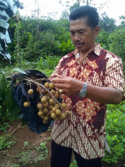 Besok Kalibagor panen Kelengkeng