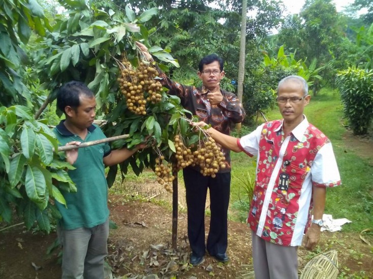 Persiapan Panen Kelengkeng Kalibagor