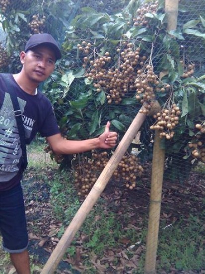 Menggiurkan,Bisnis Tanaman Online