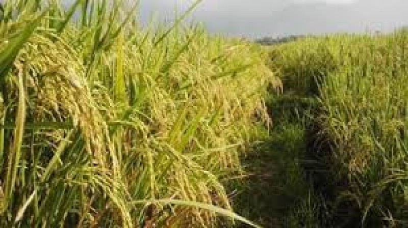 Padi Hazton Kini Dikembangkan di Sumpyuh