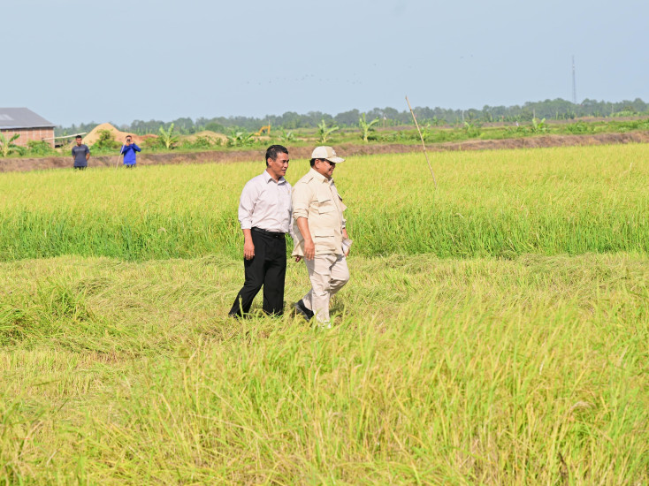 Berkunjung ke Papua Selatan, Presiden Prabowo Tinjau Langsung Panen Padi di Merauke