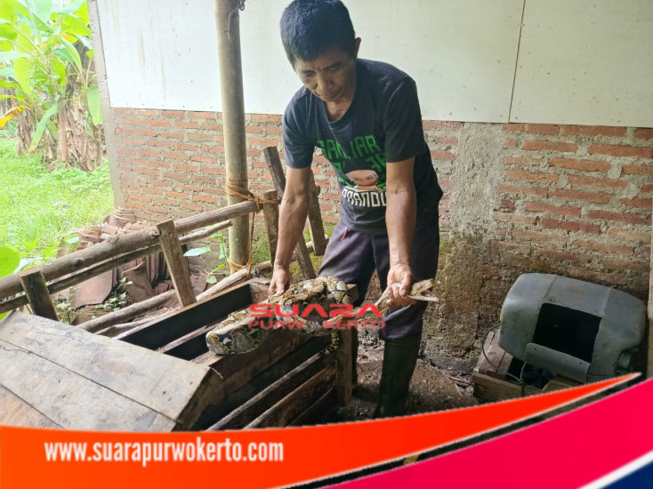 Warga Desa Cilingok Resah,Ada Ular Piton Berkeliaran